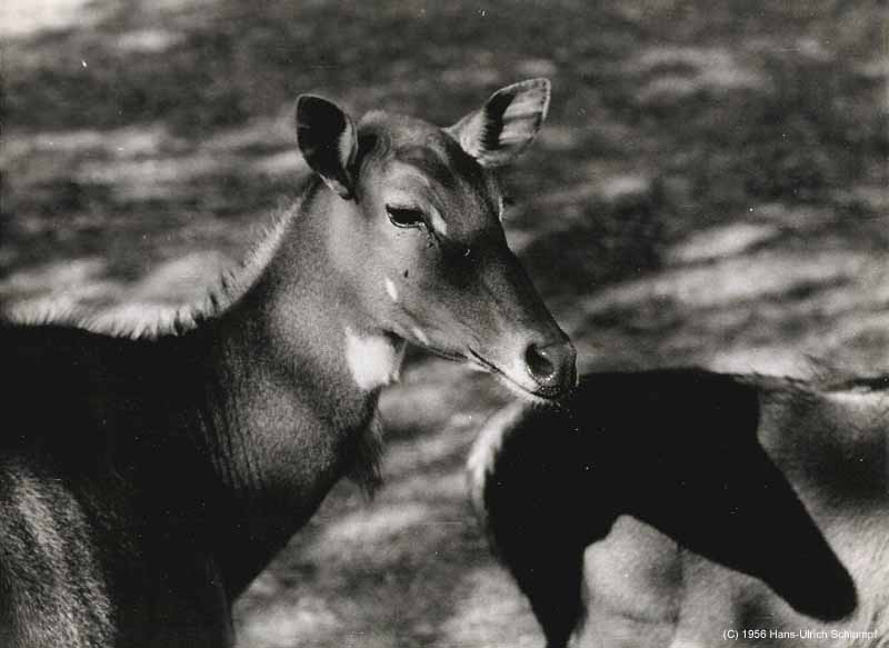 005 Tiere Grosses Kudu 1956